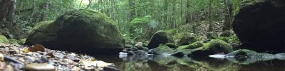 A beautiful creek while bushwalking