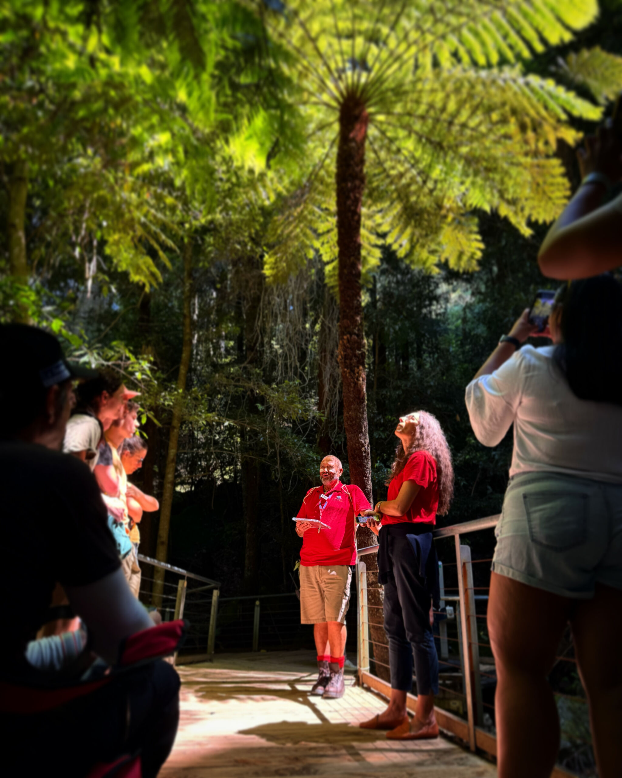 Gungundra Elder stands below a tall and beautiful tree fern speaking to a group. The tree fern is lit from above with sunlight so it looks like a movie. The other people in the picture form a border and are blurred, David is in the centre and is in perfect focus. Mike is resting in his chair in the bottom left of the photo.